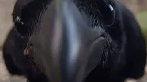 [Dc2/Transformers] Grimlock Test