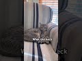 #fyp #famous #funnycats #memes #cat #cute #funny #viral #kitty #ytshorts #funnypets #subscribe