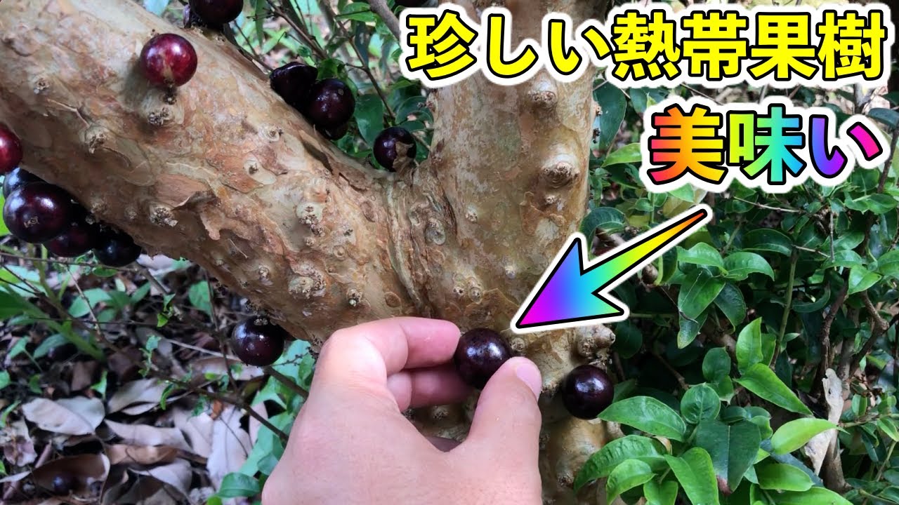 Rare fruit, white sapote and jabuticaba! Delicious fruit trees in
