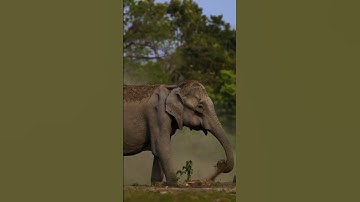 هذا خلق الله فأروني ماذا خلق الذين من دونه #تلاوة_خاشعة #اكسبلور #foryou #قرآن