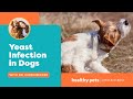 Dr.  Becker Discusses Yeast Infection in Dogs