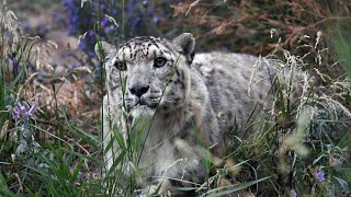 Biodiversity in crisis: World fails to meet a single target on protecting nature, UN warns