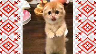 Funny videos about cats and dogs 2024  🐈 Funny pets  🐶 ❤️ #83