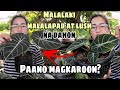 PAANO MAGING LUSH AT MAGKAROON NG MALALAKI AT MALALAPAD DAHON ANG ALOCASIA BLACK VELVET|Grace J. M