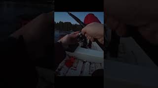 трофейная кумжа #fishing #рыбалканавуоксе