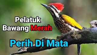 Suara Burung Pelatuk Bawang JERNIH