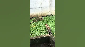صفعه محترمه هذه حربايه مفيش كلام 