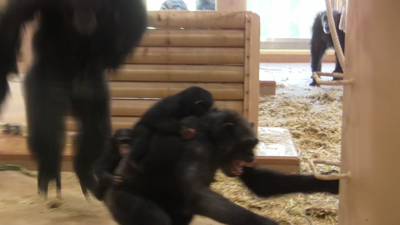 リュウ家族 チンパンジー⑩ Chimpanzee Ryu family groups