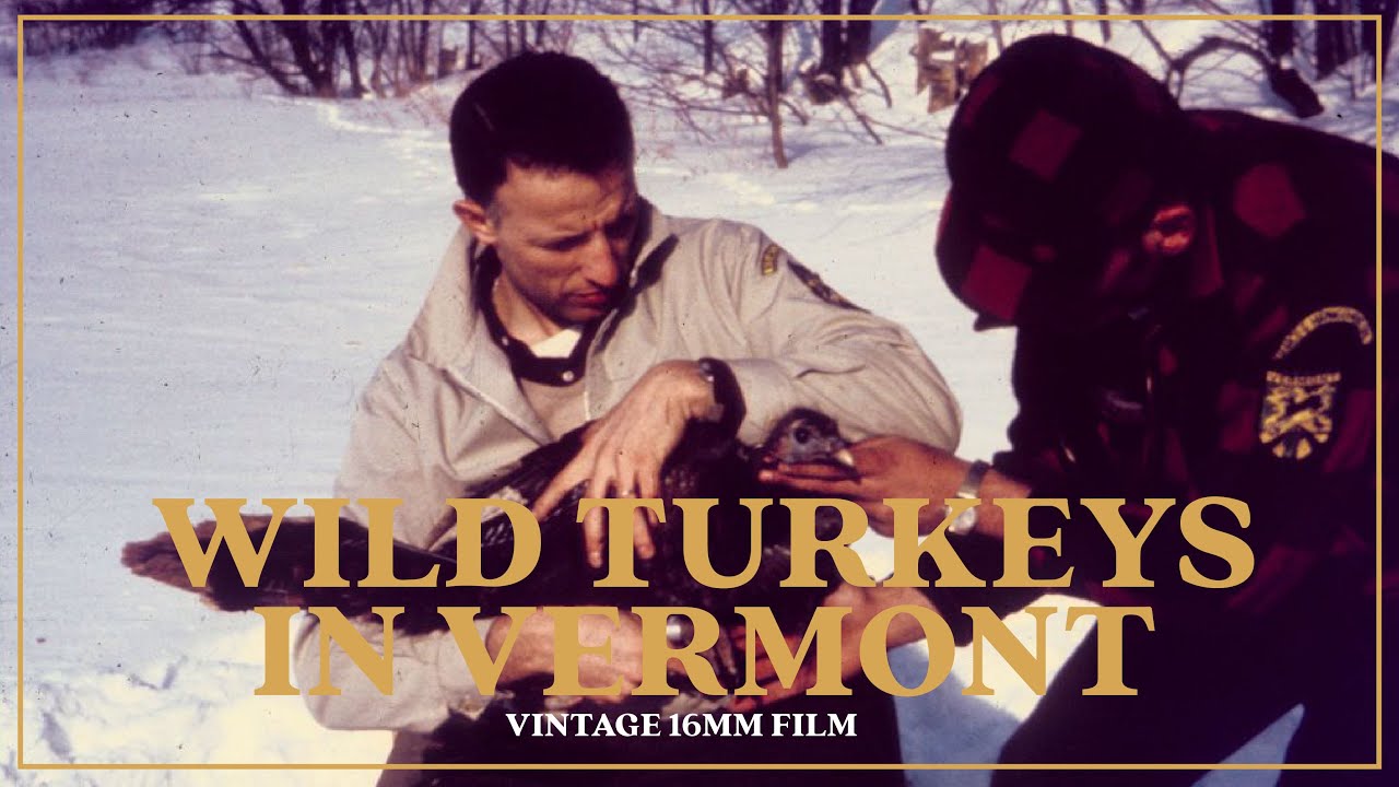 Vermont Wild Turkey : Vintage 16mm Film