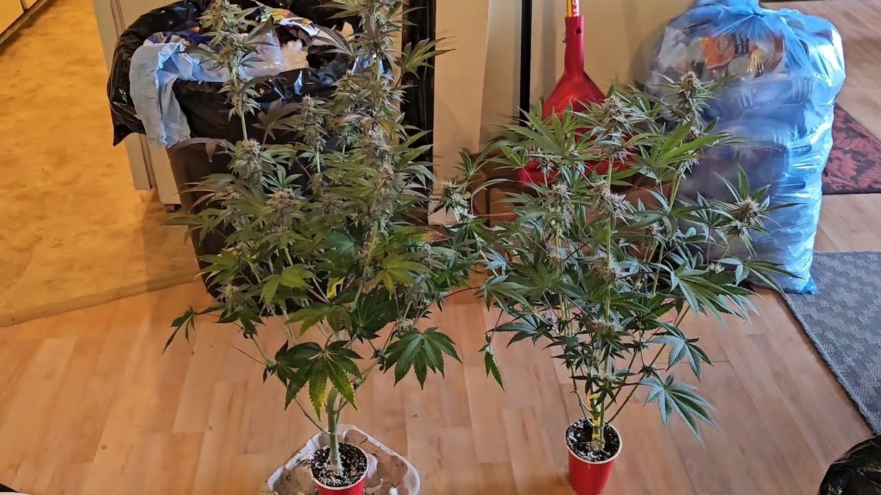 Complete Seed to Harvest & Dry Weight Solo Cup Grow, Spiderfarmer SF-2000 & 2x2 Tent 