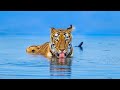 Tiger Cubs vs Wild Dogs |Agarzari Tadoba|