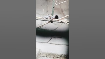 Java Finch #brids #pet #sort