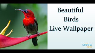 Beautiful Birds Live Wallpaper Android App screenshot 5