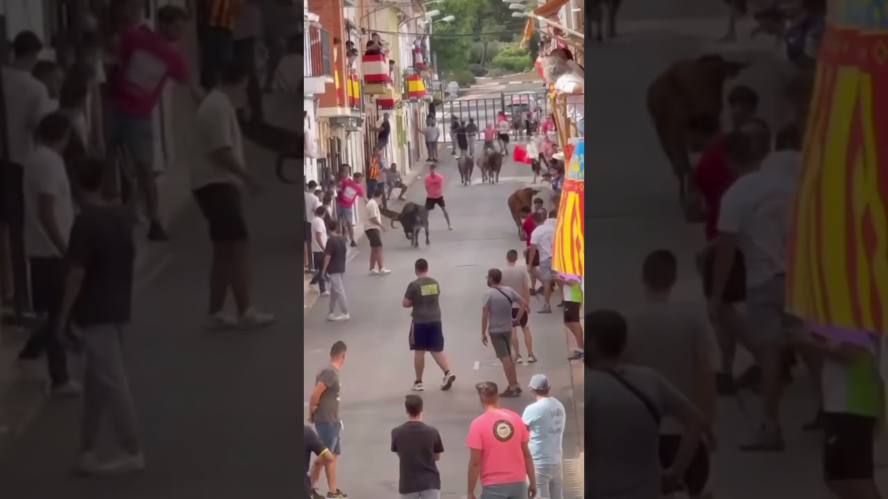 PRUEBA DE TOROS ENTRADA VACAS QUART DE LES VALLS🐂🐄Encierro Peligroso Sustos🤦 #shorts #toro #pueblo