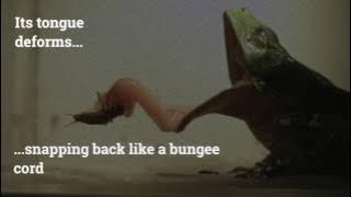 Video Slo-Mo yang Menakjubkan Menunjukkan Cara Katak Makan