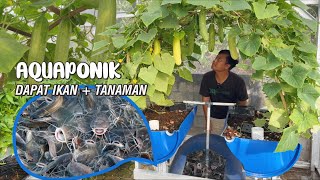 Menanam Aquaponik Drum Ikan Lele dan Timun Hingga Panen   Penjelasan Sistem