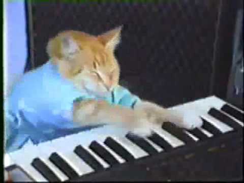 Julie Bishop puts Keyboard Cat in his place using the power of her eyes!