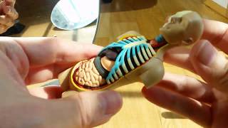 4D Master Human Torso Review, Dismantling And Assembly