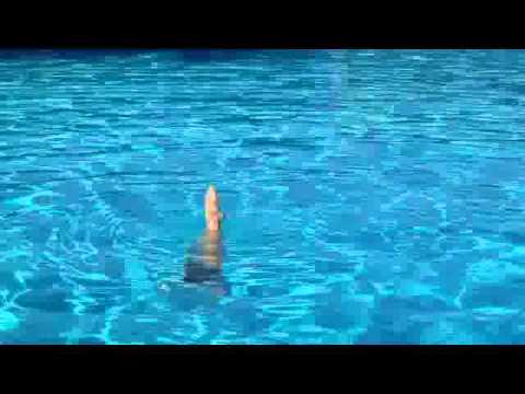 Ibis continuous spin