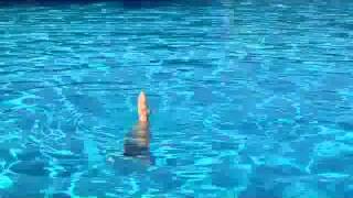 Ibis continuous spin