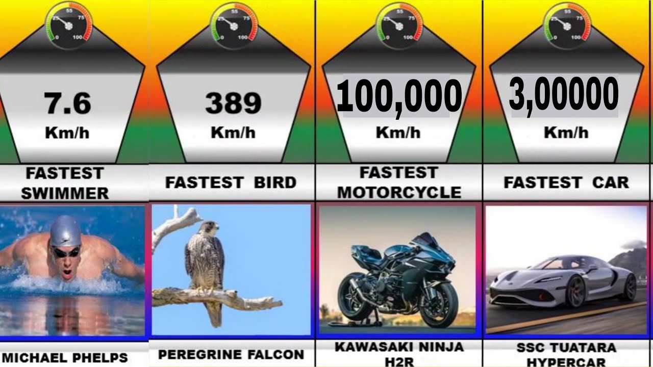 fastest things | speed comparison everything |fastest things in the ...
