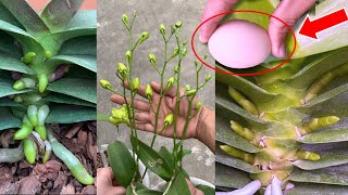 only eggs! Unexpectedly, the entire orchid garden bloomed non-stop for 3 years