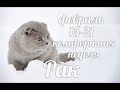 ♋РАК✨15-21 февраля 2021/Таро-прогноз/Таро-Гороскоп Рак/Taro_Horoscope Cancer/Winter 2021.