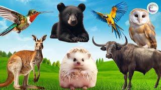 Funniest Animal Sounds In Nature: Bird, Kangaroo, Parrot, Bear, Buffaloe, Owl, Hedgehog