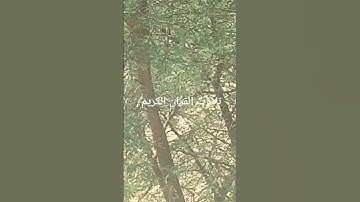 تلاوت القران الكريم #quran #اكسبلور#سعود_الشريم#ترند#القرآن_الكريم#muslimquran#motivation#new#news