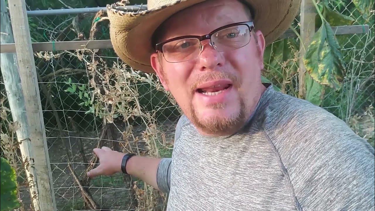 What is UP??? Update on the garden at The Crouch Ranch. YouTube