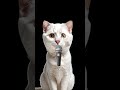 Cat cat cat cat cat cat cat cat cat cat