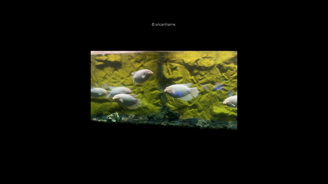 Under the sun aquarium: 🐠 | Udaipur 