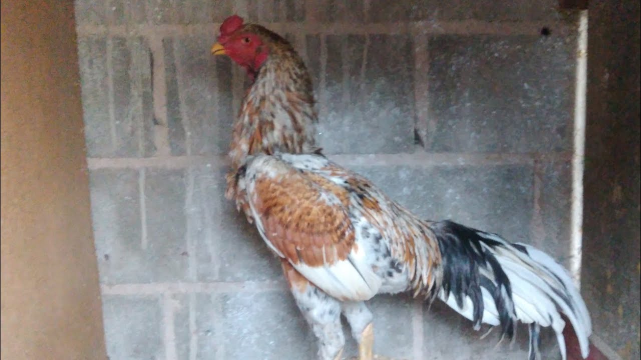 Cocheira do Magno Rangel, Retornamos para ver como estão as coisas .