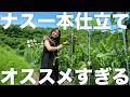 ナスの仕立てこれで決まり?一本主枝が楽ちん
