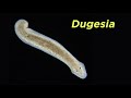 Phylum Platyhelminthes Part 2: Free-Living Flatworms and the Problem With Turbellaria
