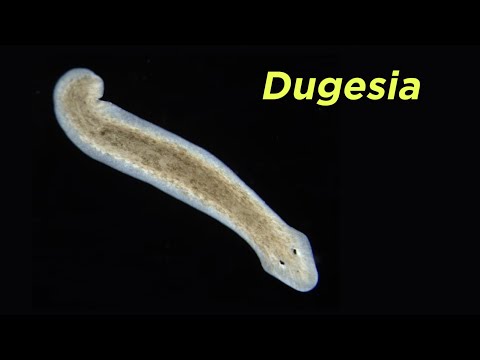 Video: Cum se reproduc phylum platyhelminthes?
