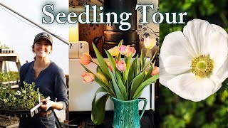 Spring Seedling Tour | Jobs On The Flower Farm | Harvesting Tulips & More🌷