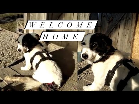 Video: Adoptiere-einen-Hund