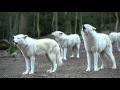 Howling Wolves