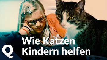 Wie kann man traumatisierten Katzen helfen?