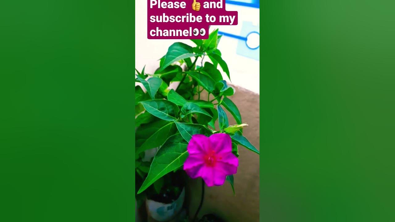my beautiful pink chandrakantham flower🥰😍👍 - YouTube