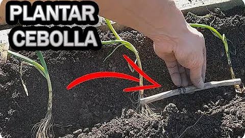 ¿A qué profundidad se deben plantar las cebollas?