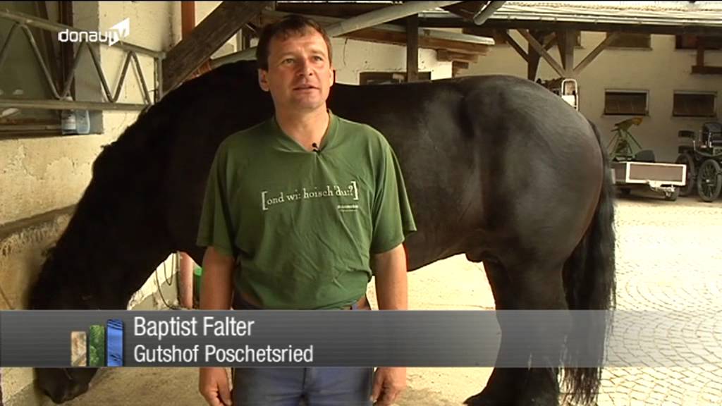 Letzte Vorbereitungen -- Rosserer rüstet sich für Gäuboden-volksfest-Auszug!