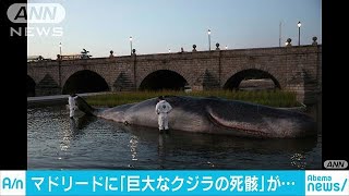スペインの首都マドリードに巨大な“クジラの死骸”(18/09/15)
