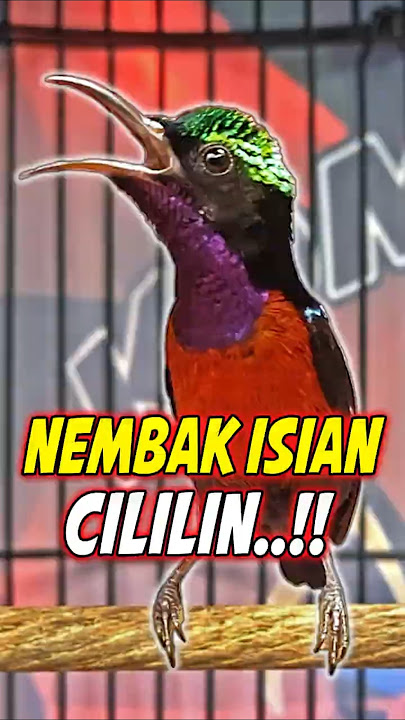PANCINGAN KONIN GACOR FULL ISIAN TEMBAKAN CILILIN MEWAH #shorts #konin #kolibrininja #kicaumania