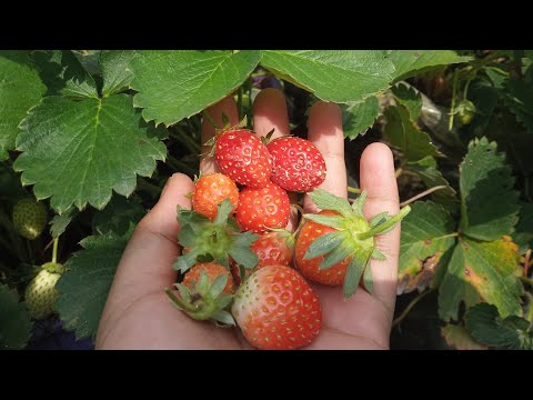 Video: Agrotkan: Apa Itu? Menyebarkan Bilik Dengan Tanda Untuk Strawberi Dan Jenis Lain. Penggunaan Agrotekstil Di Rumah Hijau