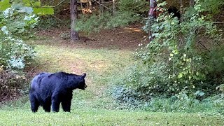 Bear Simone deals with a trespasser