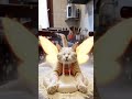 喂，叫你手腳麻利點，你現在還在添亂？ #cat #貓咪日常 #catshorts #funny #cute #貓眼觀察室 #catvideos