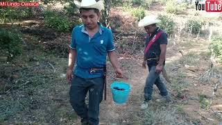 Con mucho entusiasmo cuidamos nuestra milpa esperando en Dios tener elotes y mazorca. 🙏 😀