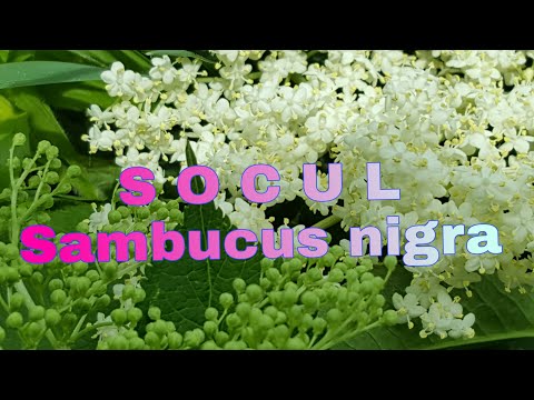 Video: Proprietățile Medicinale Ale Socului Negru (Sambucus Nigra)